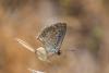 Aricia sp.
